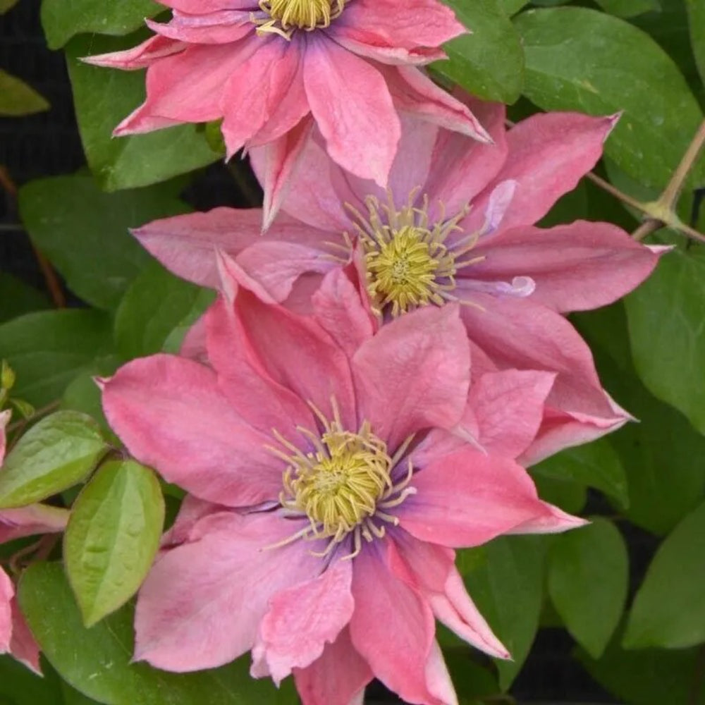 25 Little Mermaid Clematis Climbing Plumeria Bloom Perennial Seeds | www.seedsplantworld.com