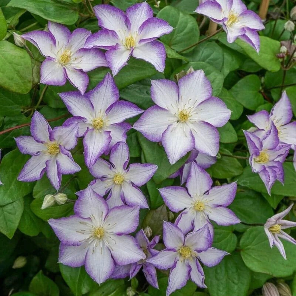 25 Lucky Charm Clematis Climbing Plumeria Bloom Perennial Seeds | www.seedsplantworld.com