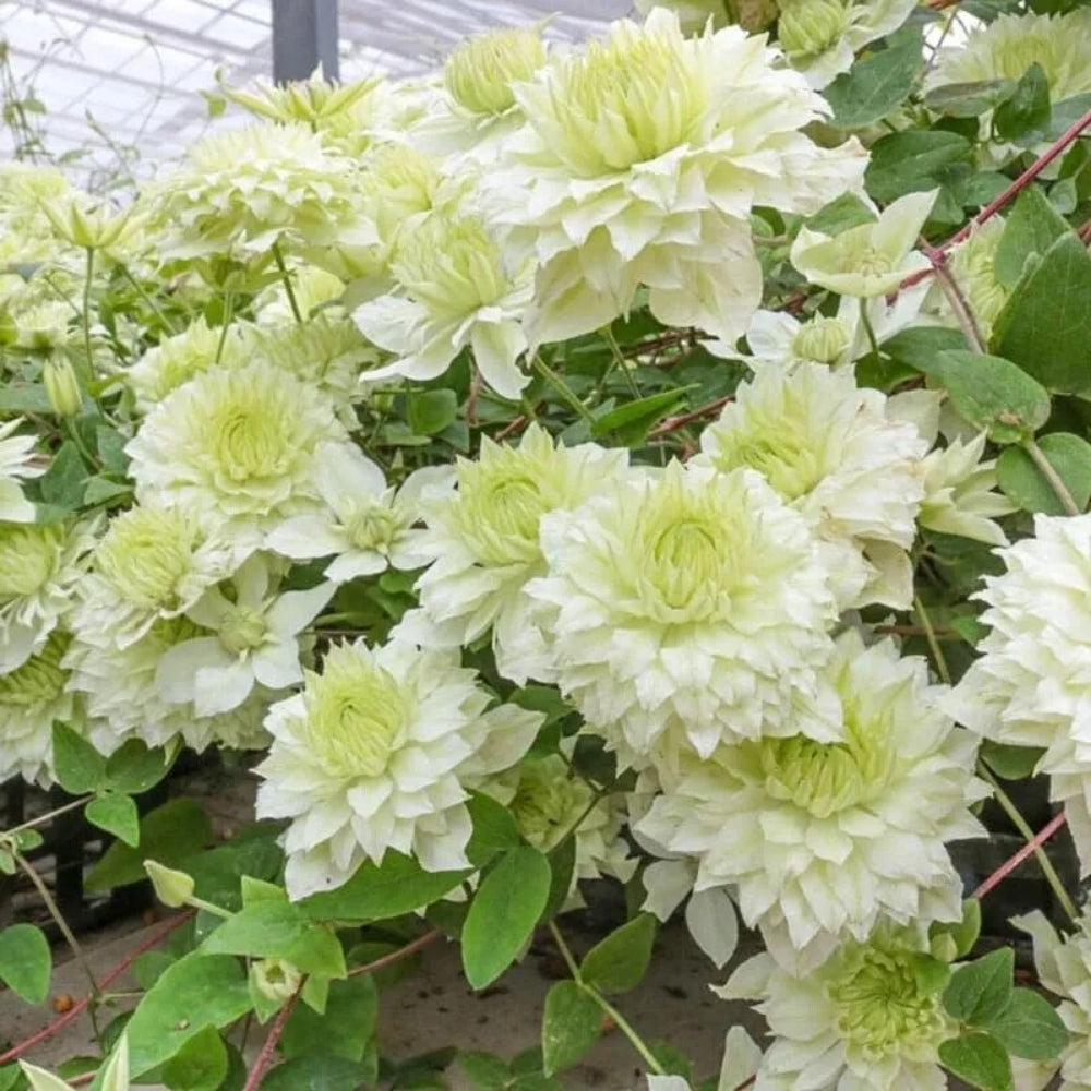 25 Manju Clematis Climbing Plumeria Bloom Perennial Seeds | www.seedsplantworld.com