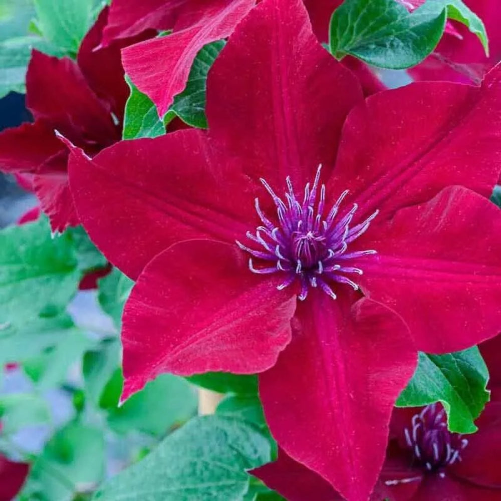 25 Nubia Clematis Climbing Plumeria Bloom Perennial Seeds | www.seedsplantworld.com