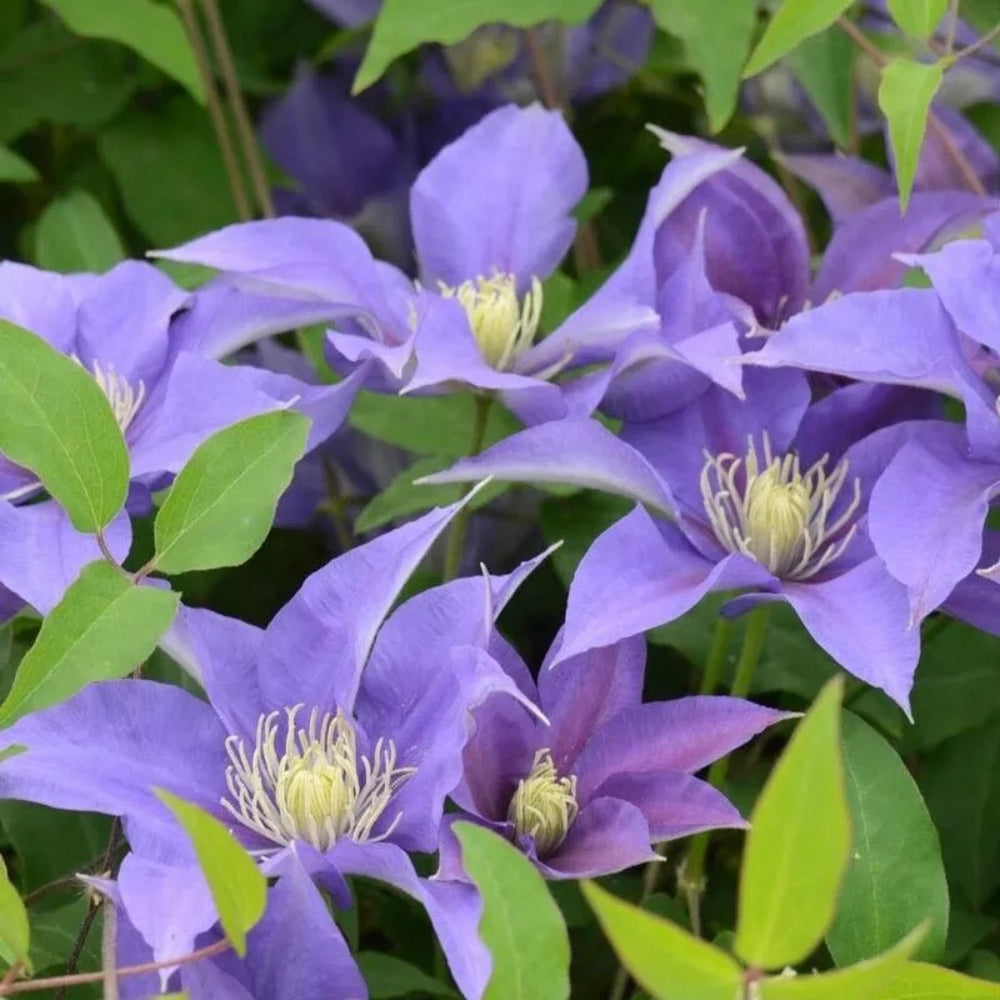 25 Olympia Clematis Climbing Plumeria Bloom Perennial Seeds | www.seedsplantworld.com