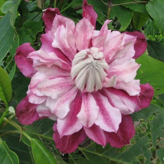 25 Patricia Clematis Climbing Plumeria Bloom Perennial Seeds | www.seedsplantworld.com