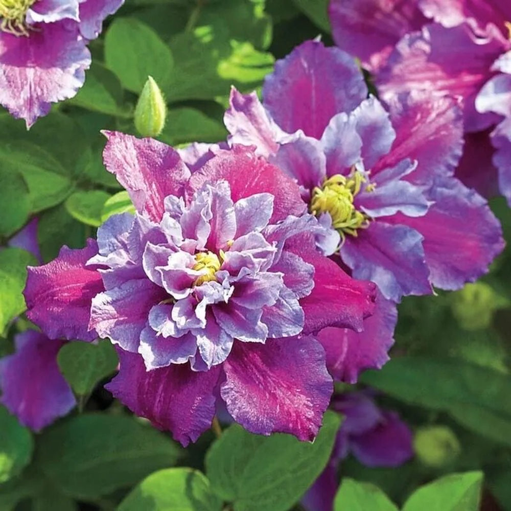 25 Piilu Clematis Climbing Plumeria Bloom Perennial Seeds | www.seedsplantworld.com