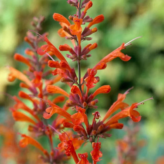 100 Red Hyssop Agastache Flower Flowers Bloom Perennial Seeds | www.seedsplantworld.com