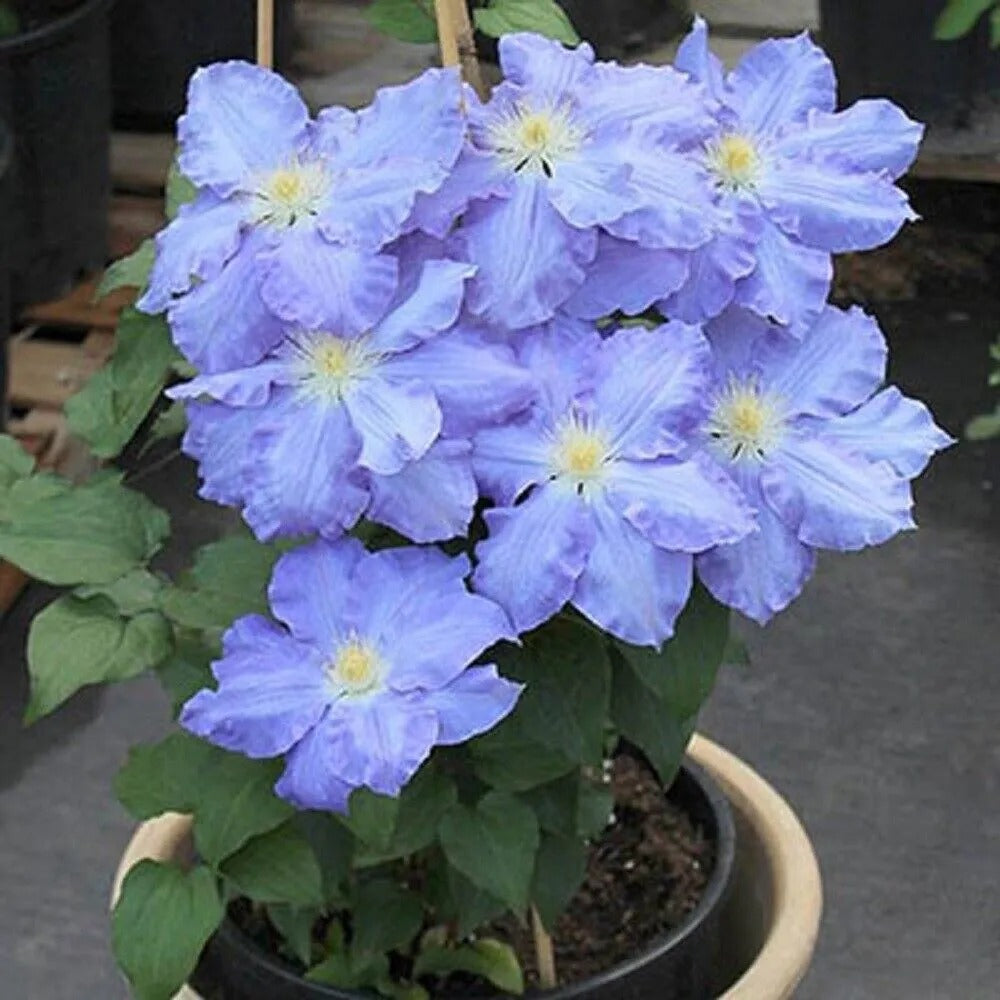 25 Powder Blue Clematis Climbing Plumeria Bloom Perennial Seeds | www.seedsplantworld.com