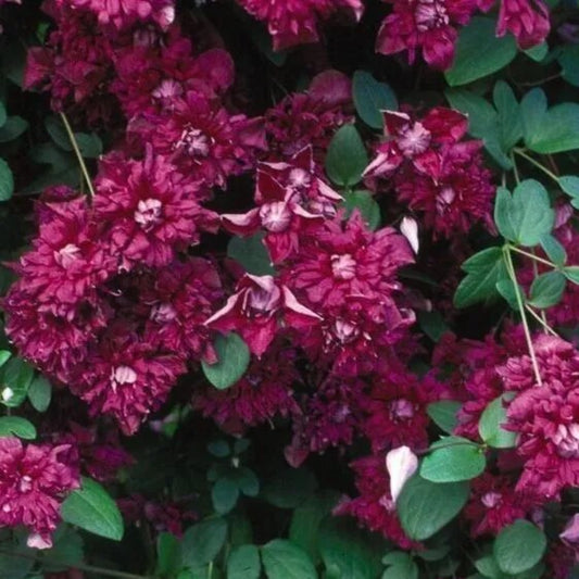 25 Raspberry Clematis Climbing Plumeria Bloom Perennial Seeds | www.seedsplantworld.com