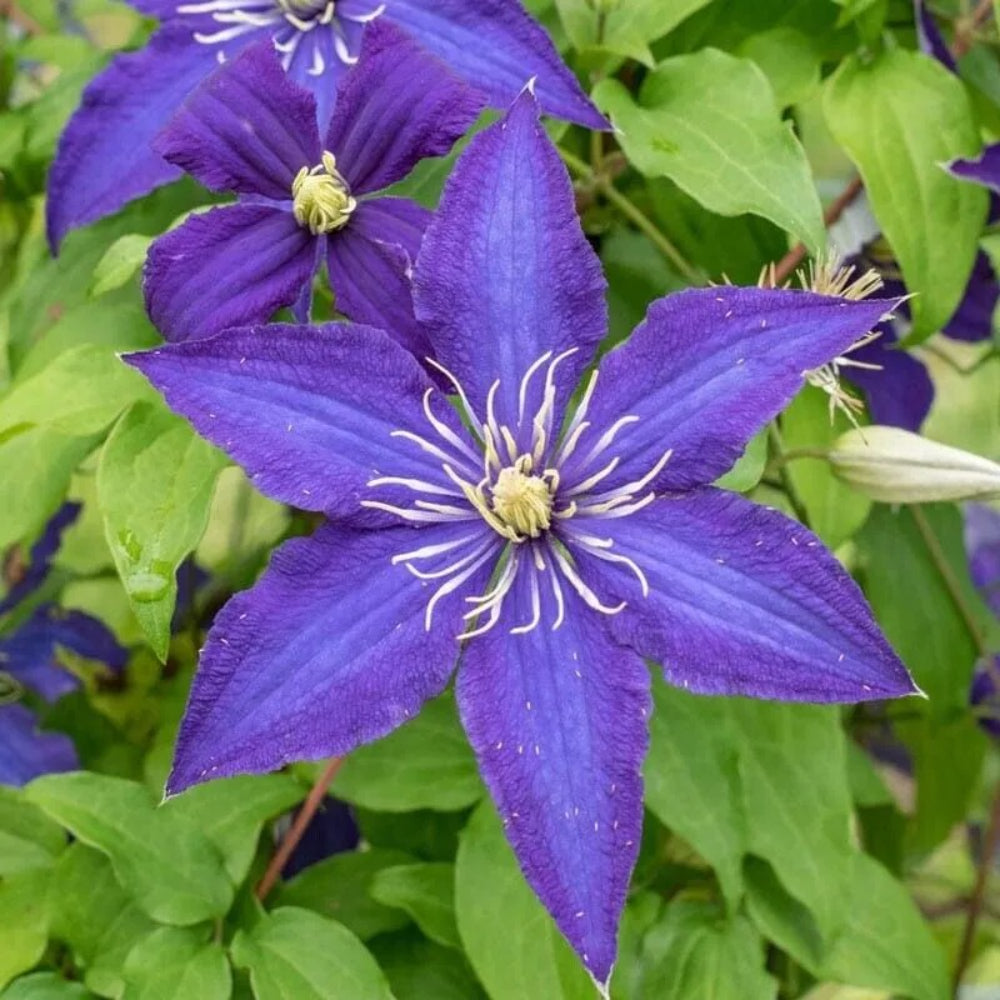 25 Rhapsody Clematis Climbing Plumeria Bloom Perennial Seeds | www.seedsplantworld.com