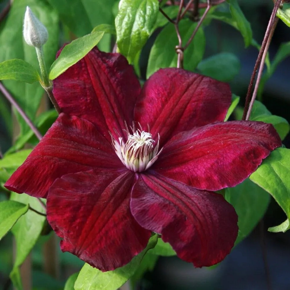 25 Rouge Clematis Climbing Plumeria Bloom Perennial Seeds | www.seedsplantworld.com