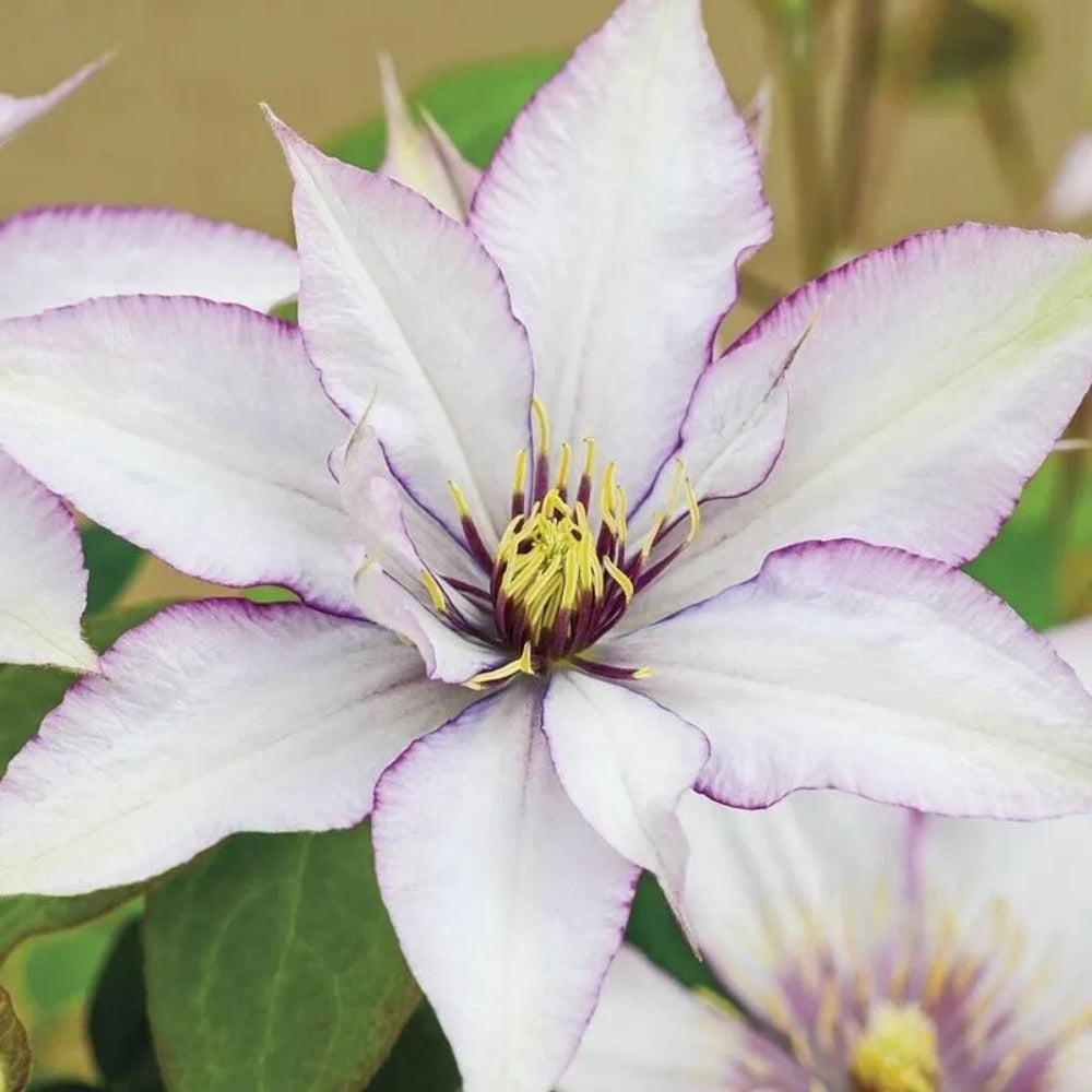 25 Sammi Jo Clematis Climbing Plumeria Bloom Perennial Seeds | www.seedsplantworld.com