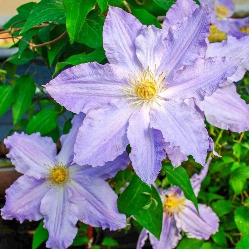 25 Sea Breez Clematis Climbing Plumeria Bloom Perennial Seeds ...