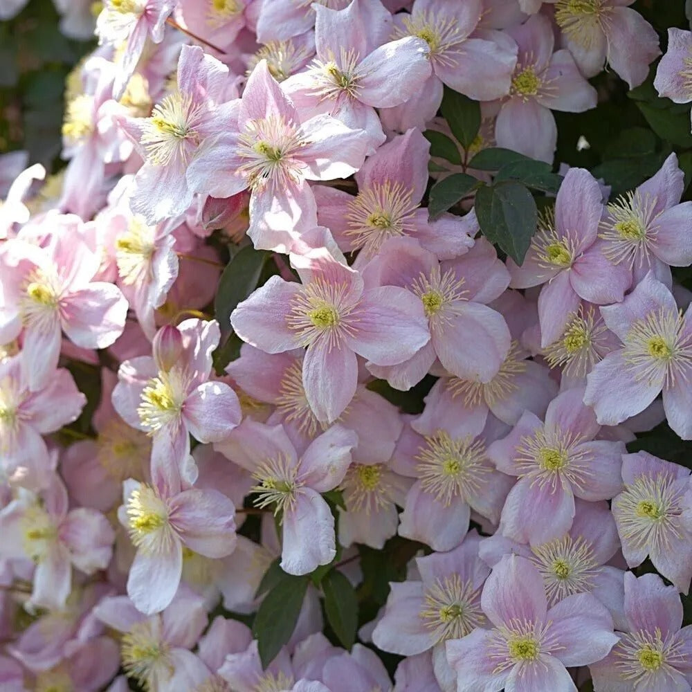 25 Seashell Clematis Climbing Plumeria Bloom Perennial Seeds | www.seedsplantworld.com