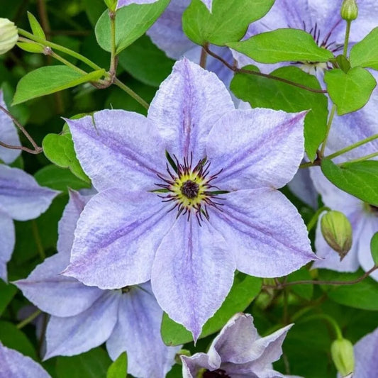 25 Skyfall Clematis Climbing Plumeria Bloom Perennial Seeds | www.seedsplantworld.com