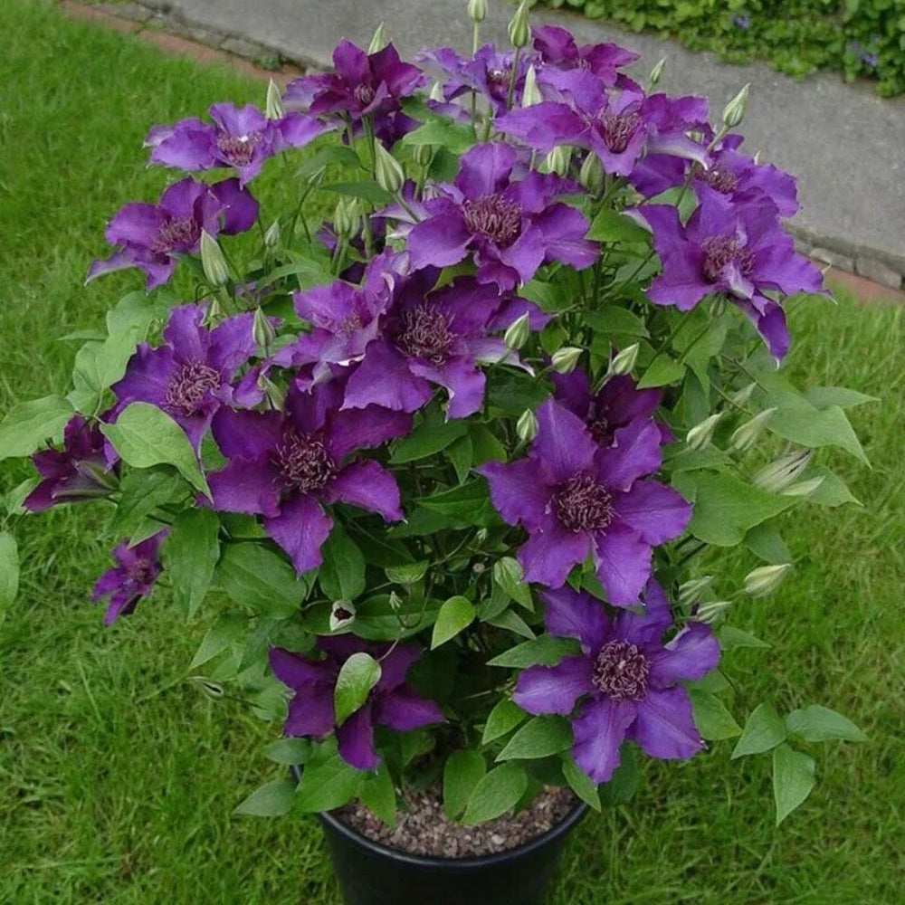 25 Strawberry Shortcak Clematis Climbing Plumeria Bloom Perennial Seeds | www.seedsplantworld.com