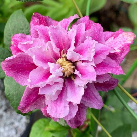 25 Suzy Mac Clematis Climbing Plumeria Bloom Perennial Seeds | www.seedsplantworld.com