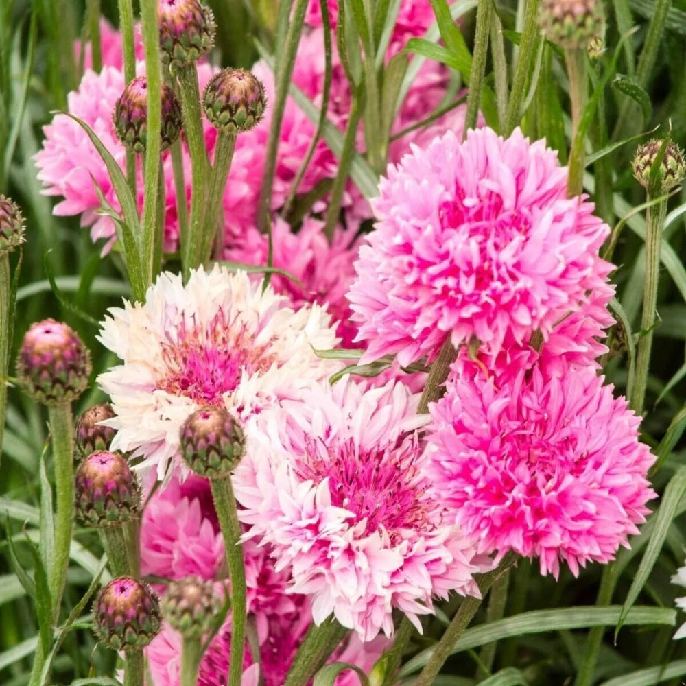 50 Bright Pink Bachelor's Button Flower Flowers Garden Annual Seeds | www.seedsplantworld.com