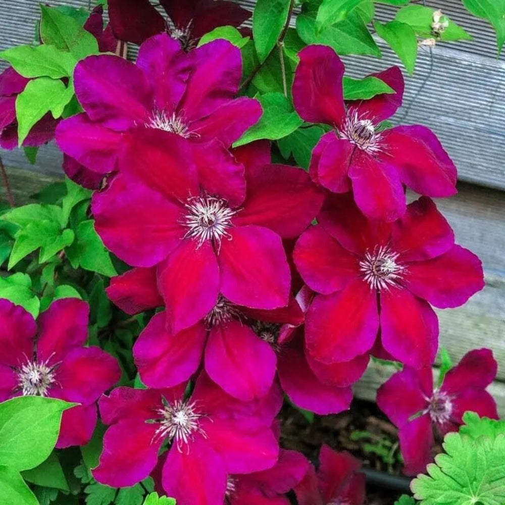 25 Westerplatte Clematis Climbing Plumeria Bloom Perennial Seeds | www.seedsplantworld.com