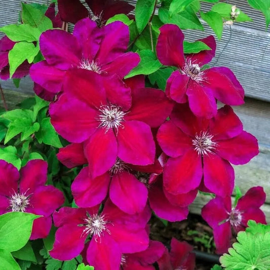 25 Westerplatte Clematis Climbing Plumeria Bloom Perennial Seeds | www.seedsplantworld.com