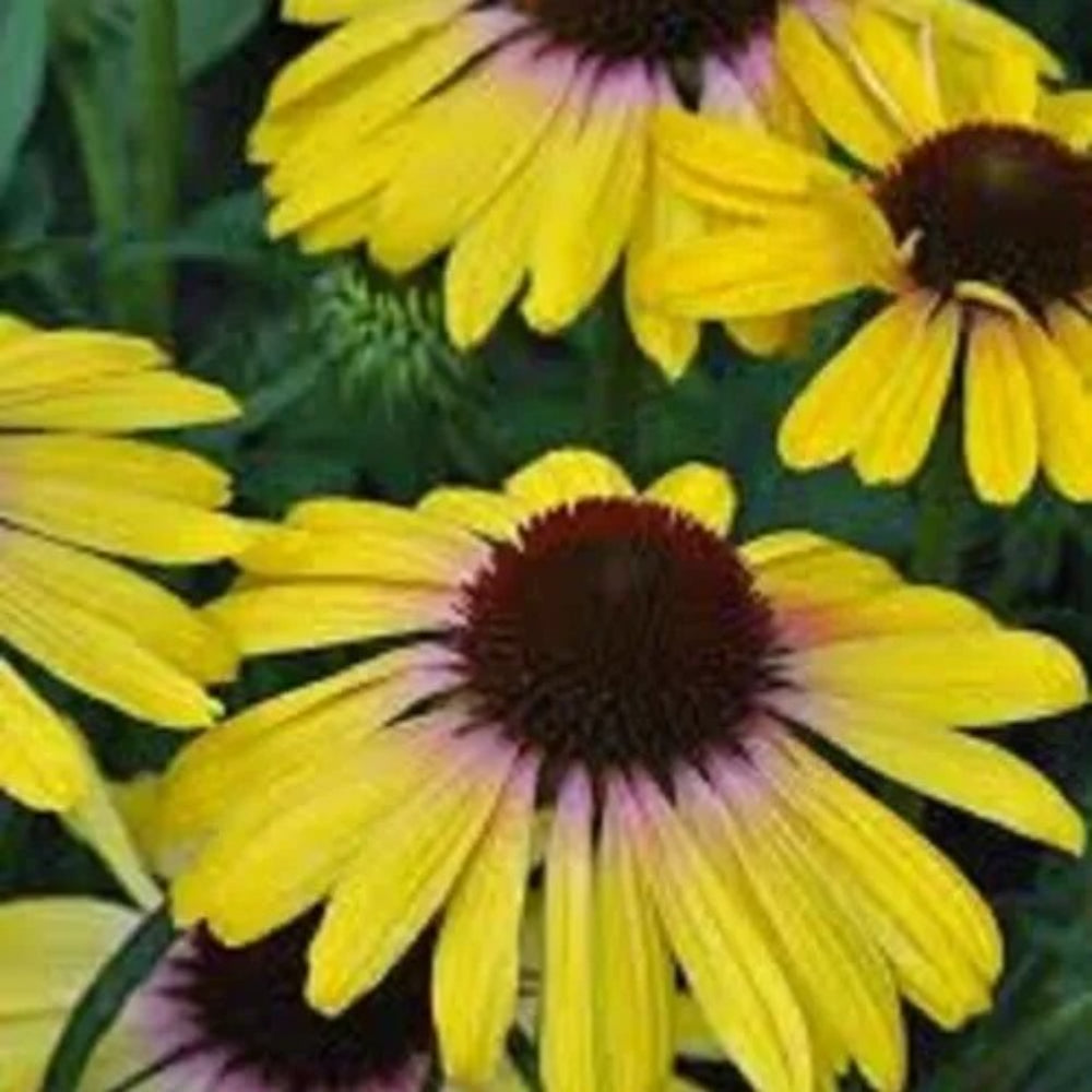 50 Yellow Rainbo Coneflower Echinacea Flowers Perennial Seeds | www.seedsplantworld.com