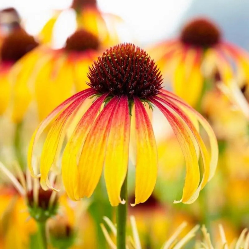 50 Fiery Meadow Coneflower Echinacea Flowers Perennial Seeds | www.seedsplantworld.com