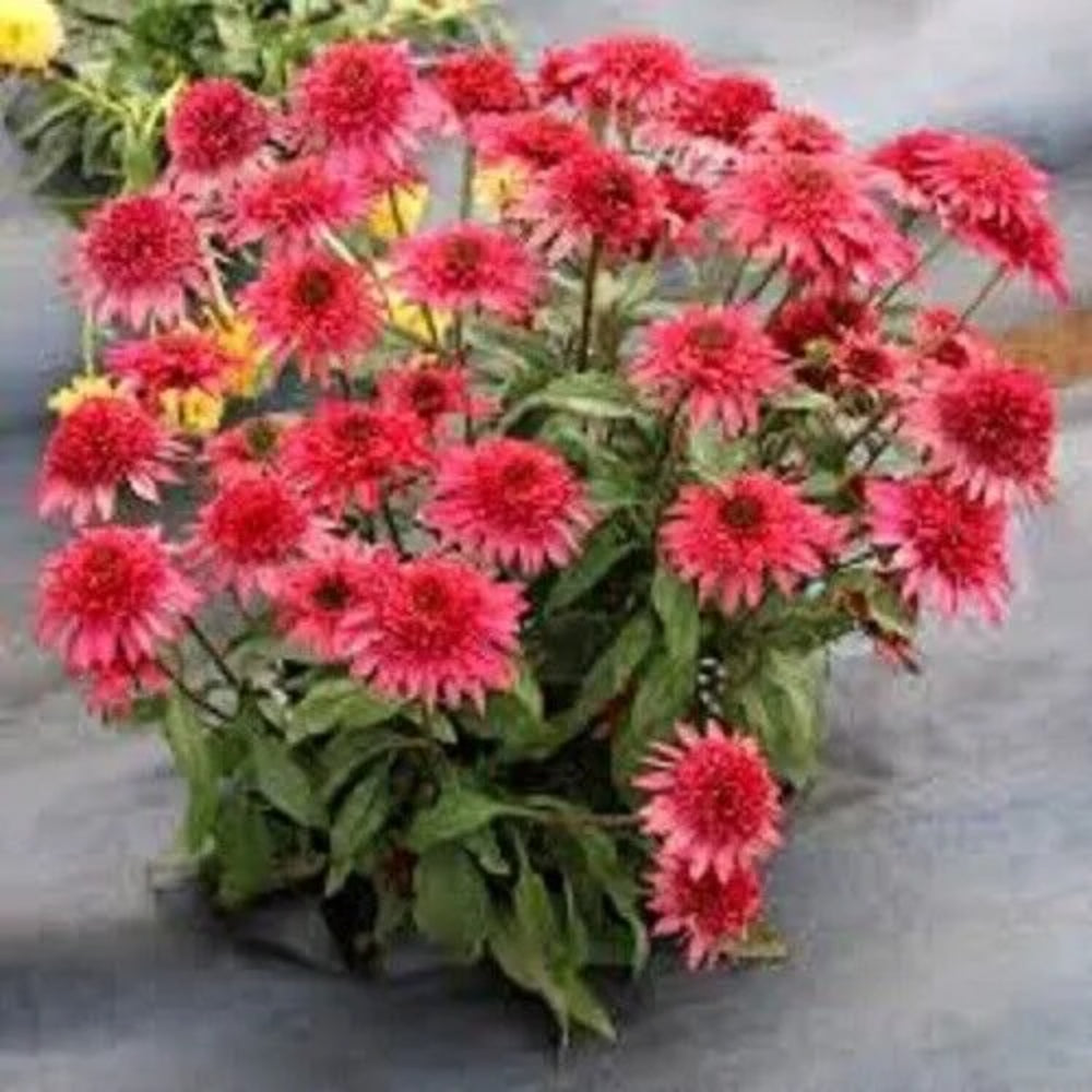 50 Firefinch Coneflower Echinacea Flowers Flower Perennial Seeds | www.seedsplantworld.com