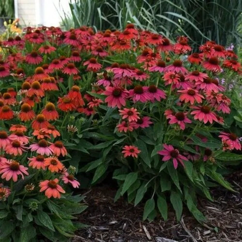 50 Giddy Pink Coneflower Echinacea Flowers Flower Perennial Seeds | www.seedsplantworld.com