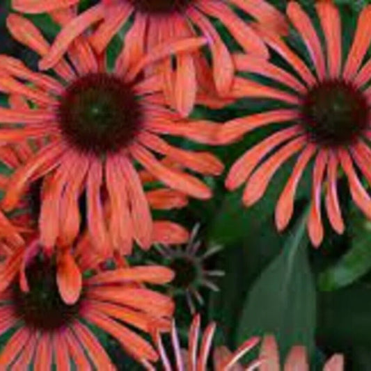 50 Julia Coneflower Echinacea Flowers Flower Perennial Seeds | www.seedsplantworld.com