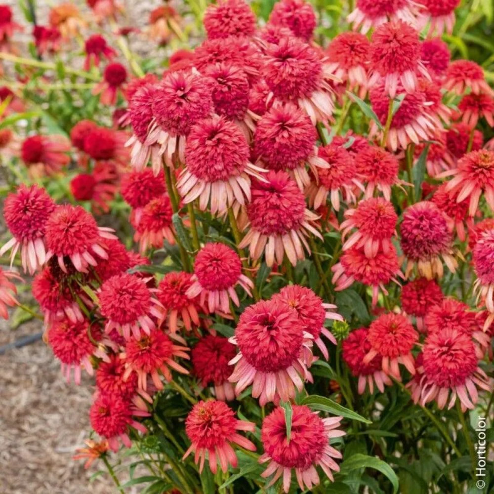 50 Irresistible Pi Coneflower Echinacea Flowers Flower Perennial Seeds | www.seedsplantworld.com