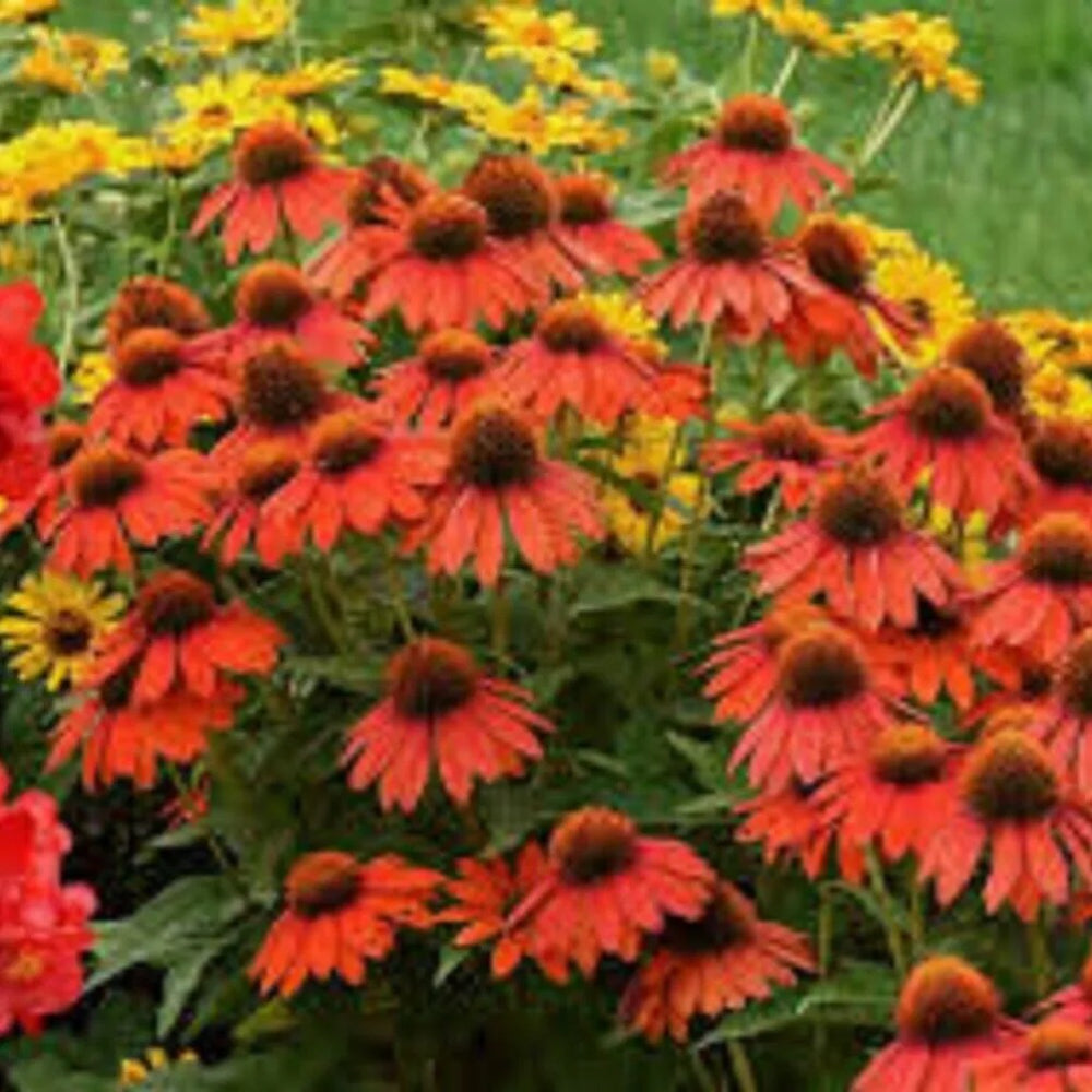 50 Lakota Coneflower Echinacea Flowers Flower Perennial Seeds | www.seedsplantworld.com