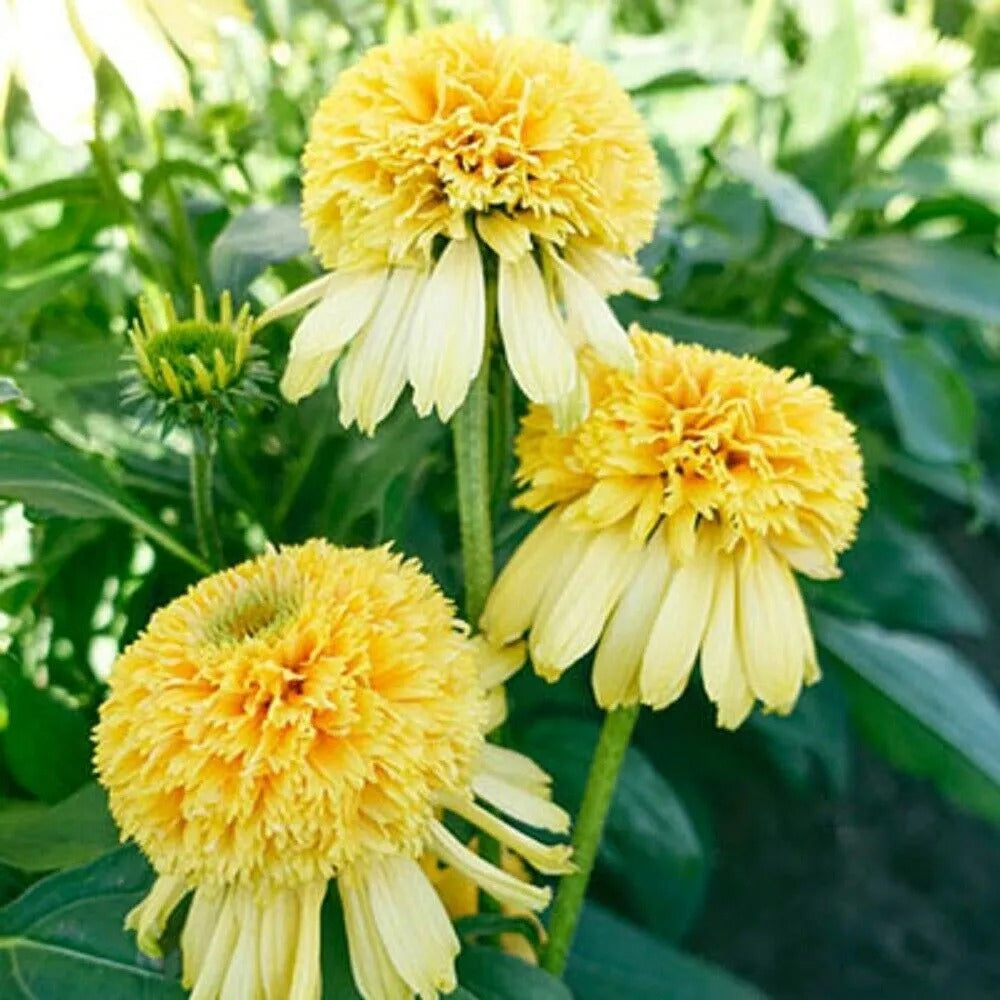 50 Lemon Drop Coneflower Echinacea Flowers Flower Perennial Seeds | www.seedsplantworld.com