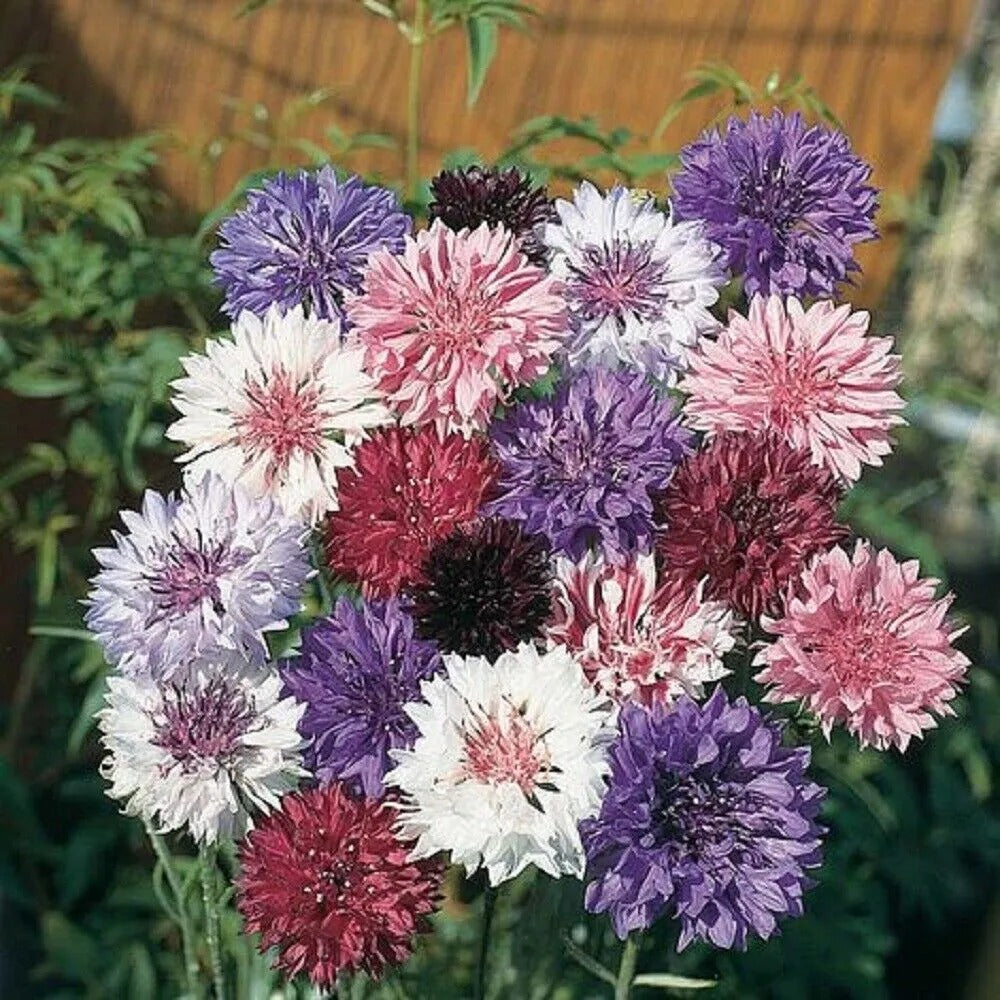 50 Centennial Bachelor's Button Flower Flowers Garden Annual Seeds | www.seedsplantworld.com