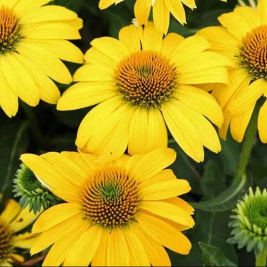 50 Lemon Yello Coneflower Echinacea Flowers Flower Perennial Seeds | www.seedsplantworld.com