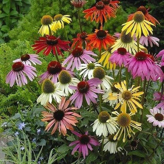 50 Lustre Mix Coneflower Echinacea Flowers Flower Perennial Seeds | www.seedsplantworld.com