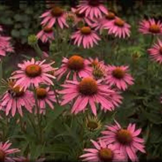 50 Magnus Coneflower Echinacea Flowers Flower Perennial Seeds | www.seedsplantworld.com