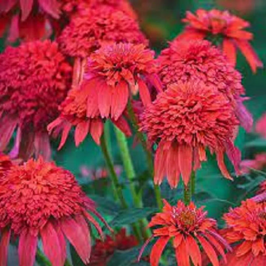 50 Mandarin DBL Scoop Coneflower Echinacea Flowers Flower Perennial Seeds | www.seedsplantworld.com