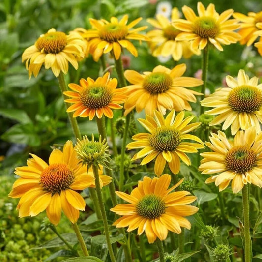 50 Mellow Yellow Coneflower Echinacea Flowers Flower Perennial Seeds | www.seedsplantworld.com