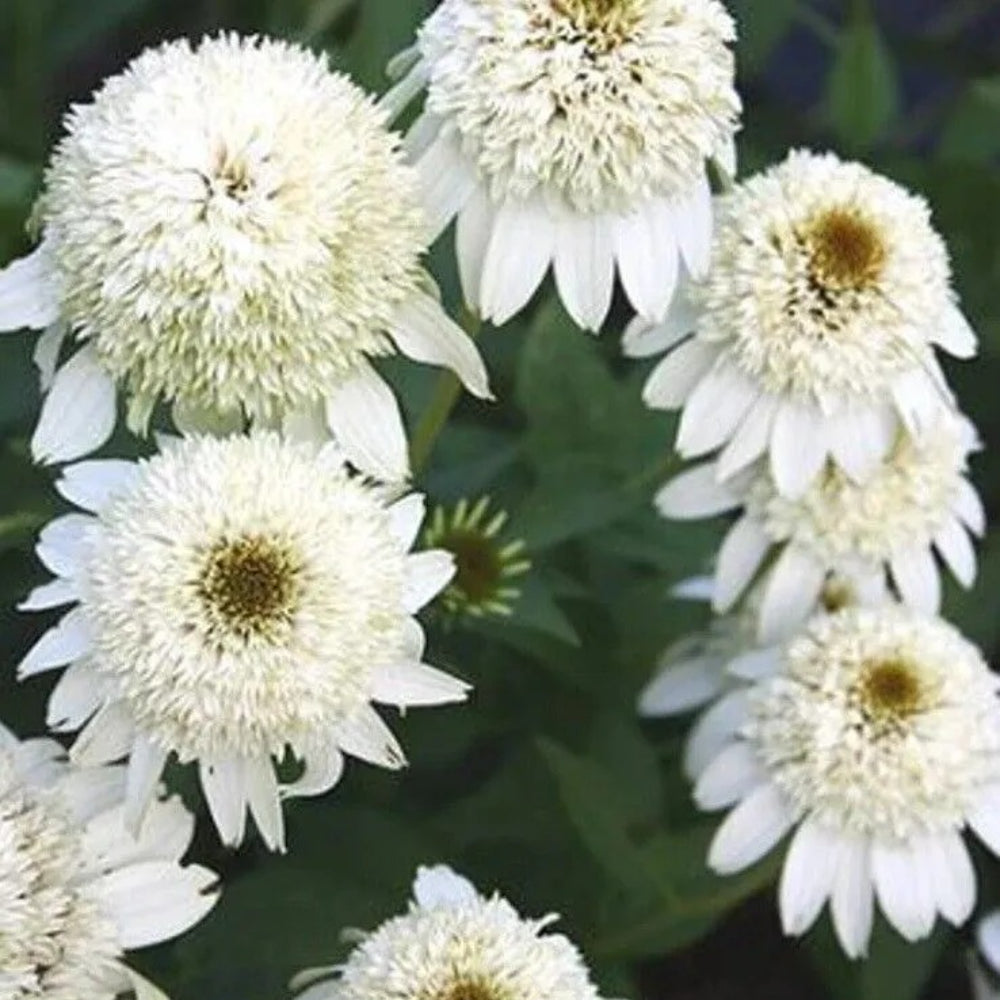 50 Milkshake Coneflower Echinacea Flowers Flower Perennial Seeds | www.seedsplantworld.com