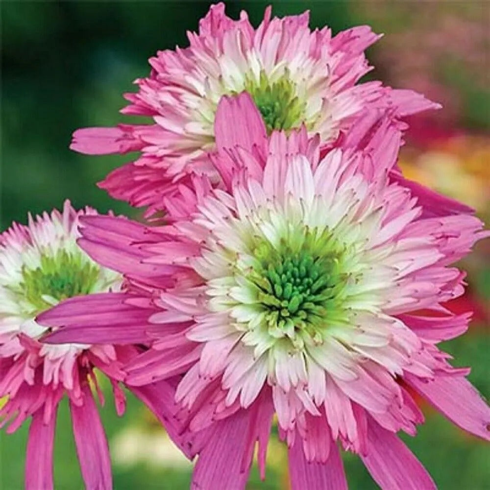 50 Mini Belle Coneflower Echinacea Flowers Flower Perennial Seeds | www.seedsplantworld.com