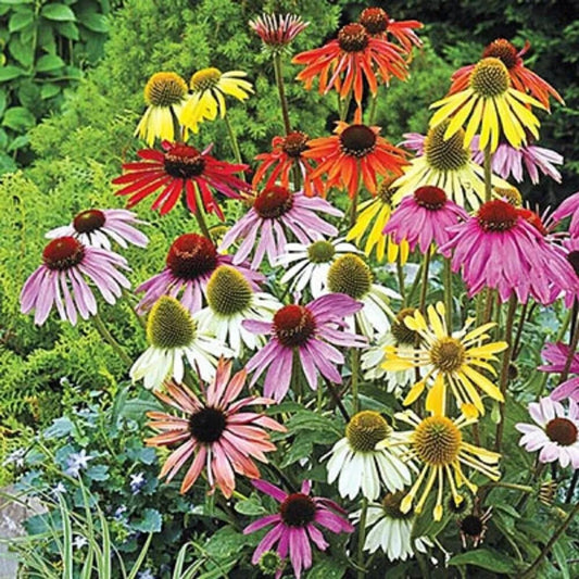 50 Mixed Coneflower Echinacea Flowers Flower Perennial Seeds | www.seedsplantworld.com