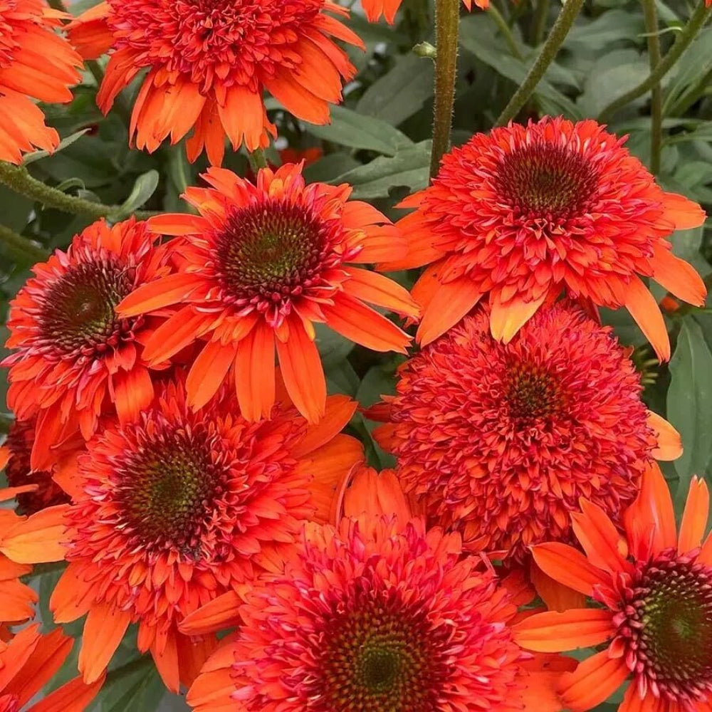 50 Moab Sunset Coneflower Echinacea Flowers Flower Perennial Seeds | www.seedsplantworld.com