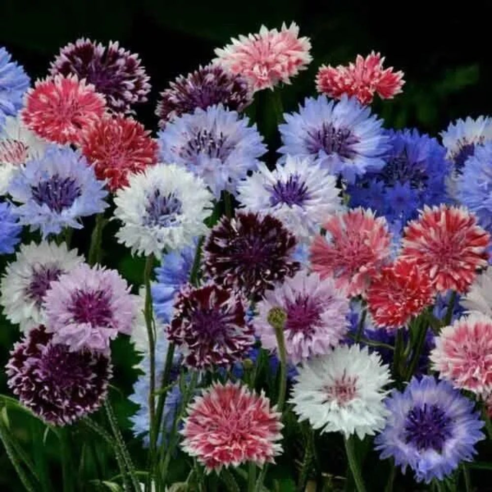 50 Classic Artistic Bachelor's Button Flower Flowers Annual Seeds | www.seedsplantworld.com