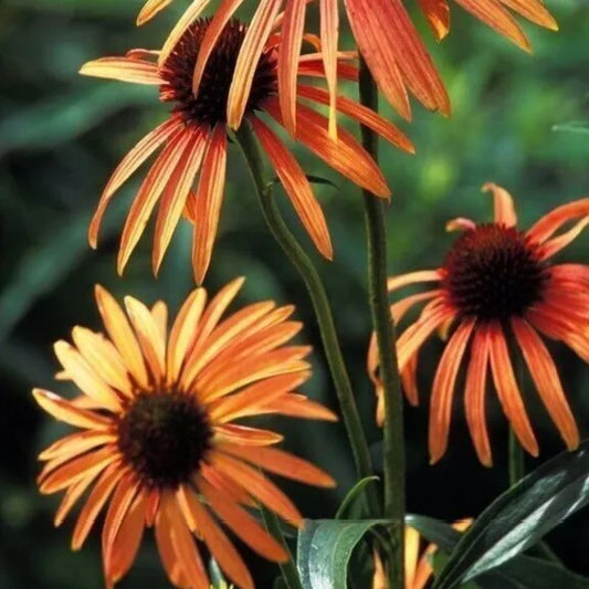 50 Orange Meadow Bright Coneflower Echinacea Flowers Flower Perennial Seeds | www.seedsplantworld.com