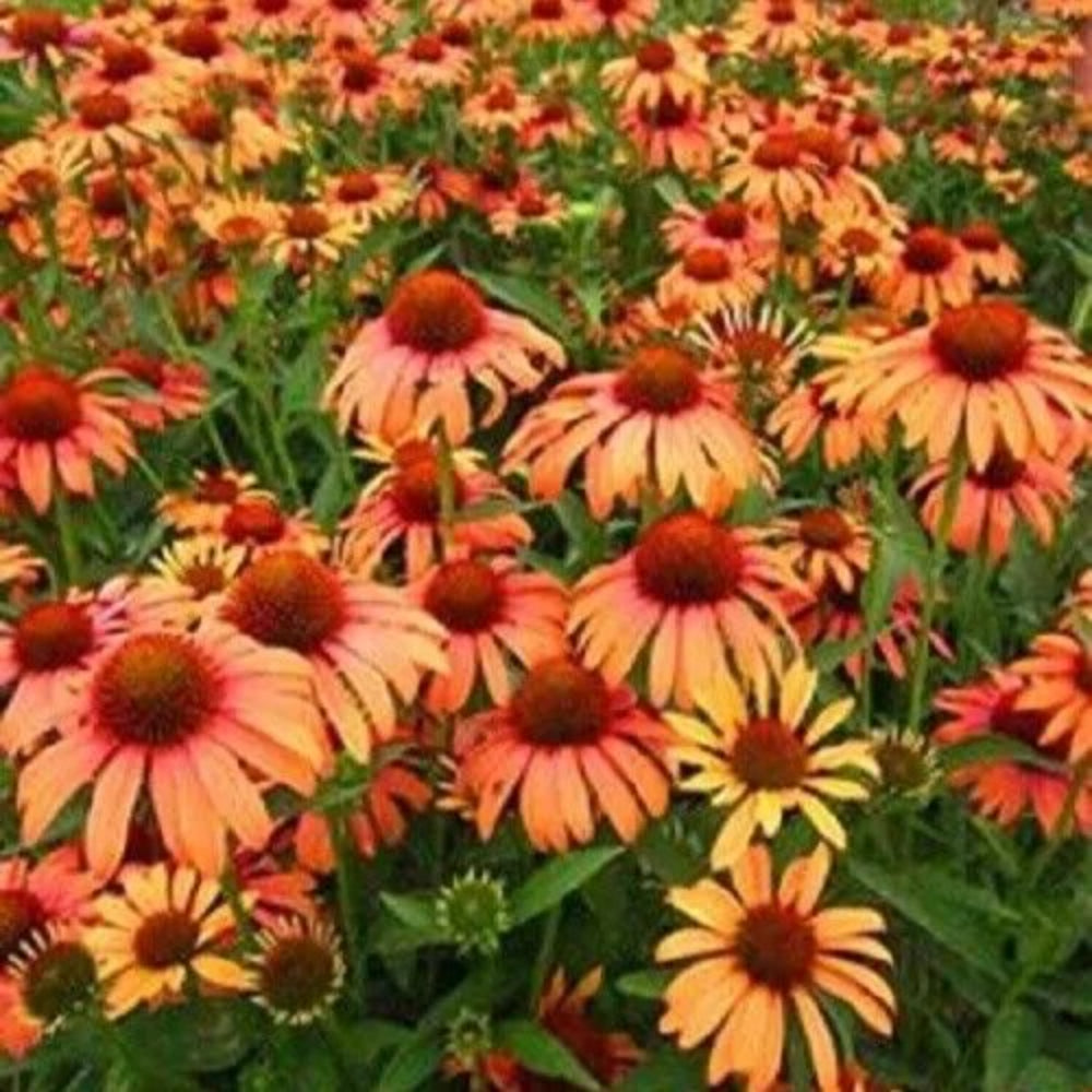 50 Orange Passion Coneflower Echinacea Flowers Flower Perennial Seeds | www.seedsplantworld.com