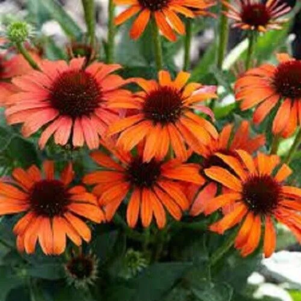 50 Orange Skipper Coneflower Echinacea Flowers Flower Perennial Seeds | www.seedsplantworld.com