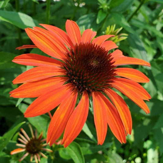 50 Orange Tangerine Coneflower Echinacea Flowers Flower Perennial Seeds | www.seedsplantworld.com