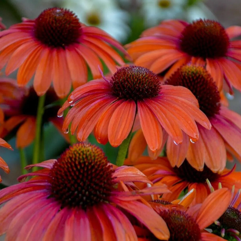 50 Orange You Awesome Coneflower Echinacea Flowers Flower Perennial Seeds | www.seedsplantworld.com