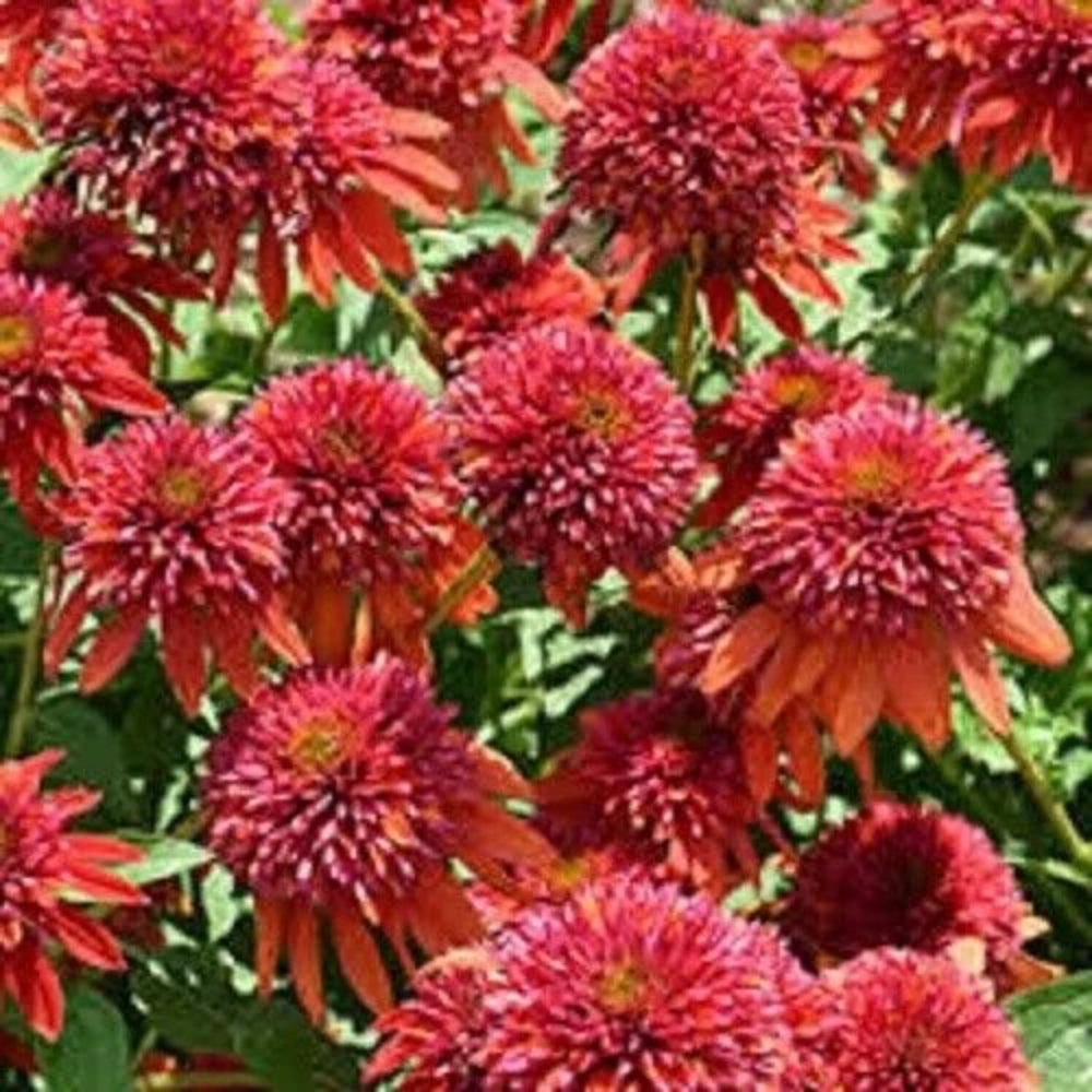 50 Orange Berry Coneflower Echinacea Flowers Flower Perennial Seeds | www.seedsplantworld.com