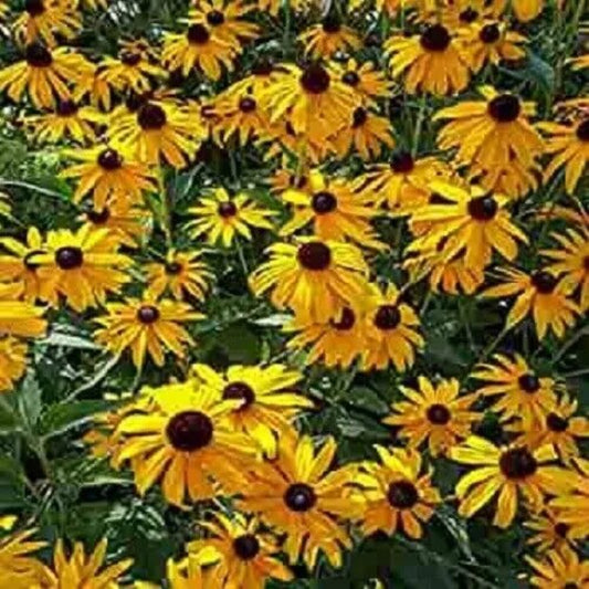 50 Ozark Gold Coneflower Echinacea Flowers Flower Perennial Seeds | www.seedsplantworld.com