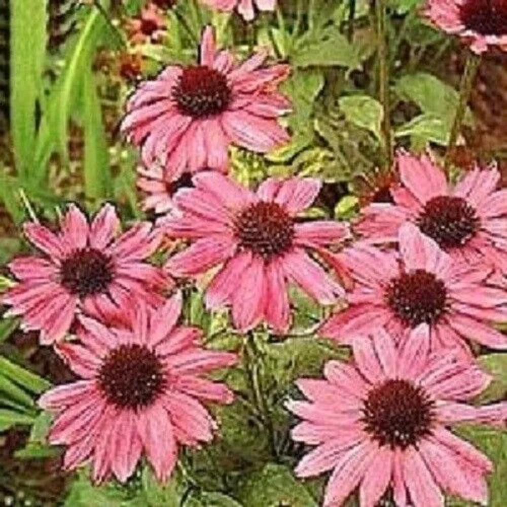 50 Pink Coneflower Echinacea Flowers Flower Perennial Seeds | www.seedsplantworld.com