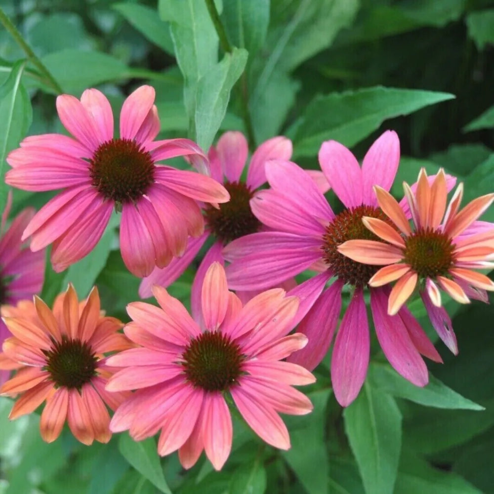 50 Pink Orange Coneflower Echinacea Flowers Flower Perennial Seeds | www.seedsplantworld.com