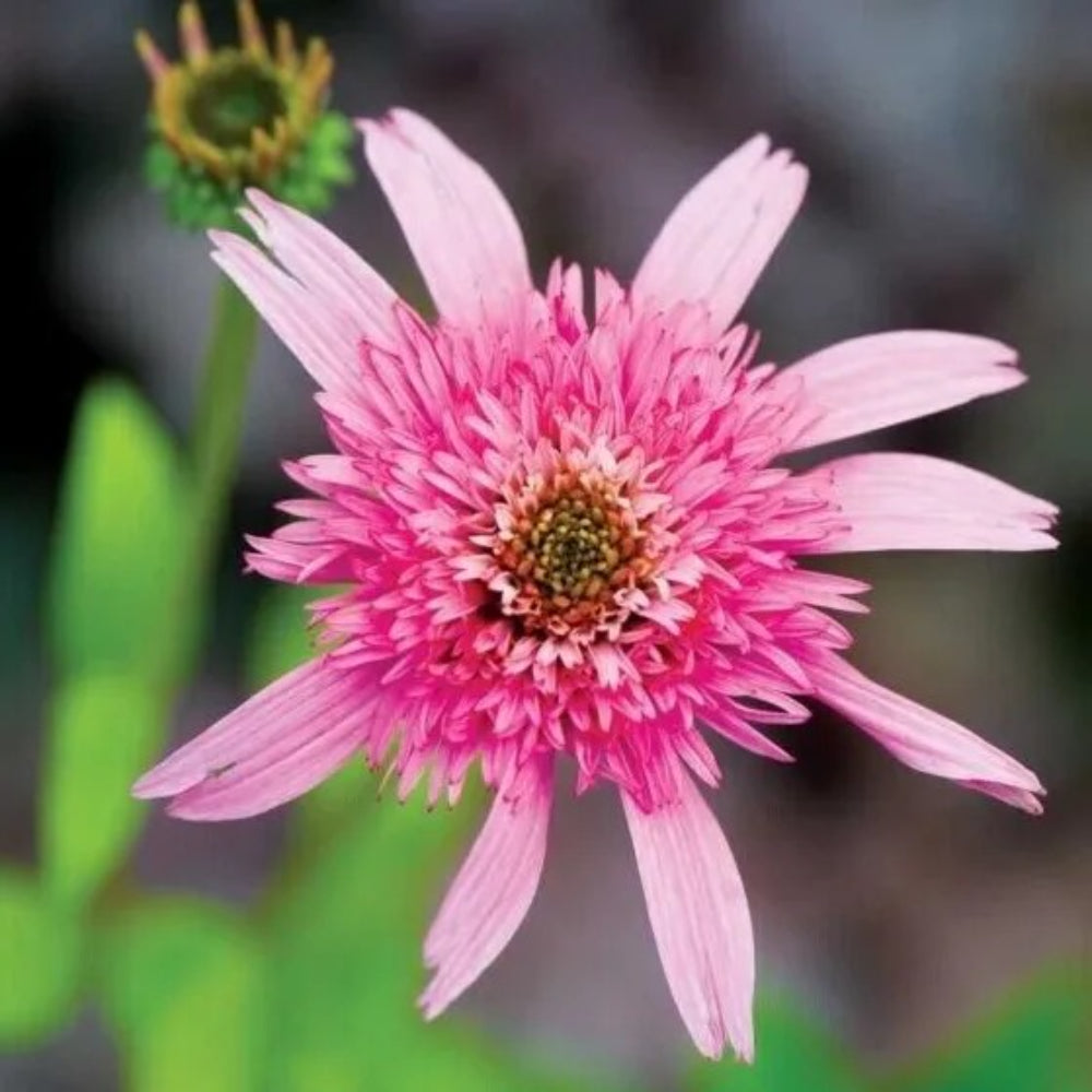 50 Pink DBL Delight Coneflower Echinacea Flowers Flower Perennial Seeds | www.seedsplantworld.com